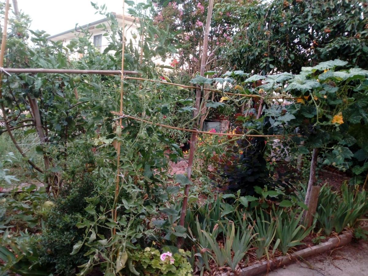Il Cactus Bed & Breakfast San Giovanni Incarico Luaran gambar